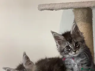 Maine Coon cats Pedigree Maine Coon Kittens LAST 3 GIRLS - Advert 18