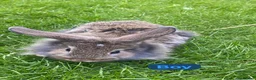 Mini Lion Lop rabbits for sale: Mini lion head lop babies  - Advert 6