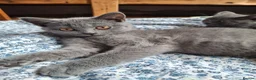 British Shorthair cats for sale: Last beautiful female ready for forever home - Advert 5