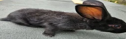 Continental Giant rabbits for sale: Continental giant baby girls x2 - Advert 2