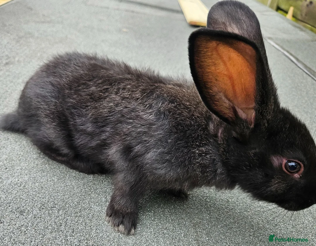Continental Giant rabbits for sale: Continental giant baby girls x2 - Advert 2
