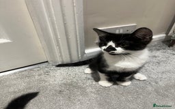 Mixed Breed cats for sale: Lovely playful kittens  - Image 16
