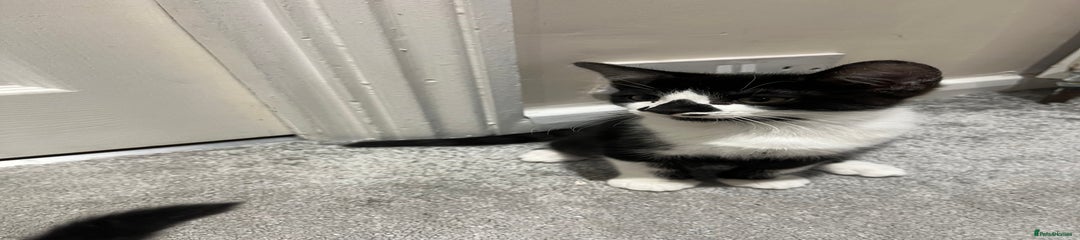 Mixed Breed Kitten 1
