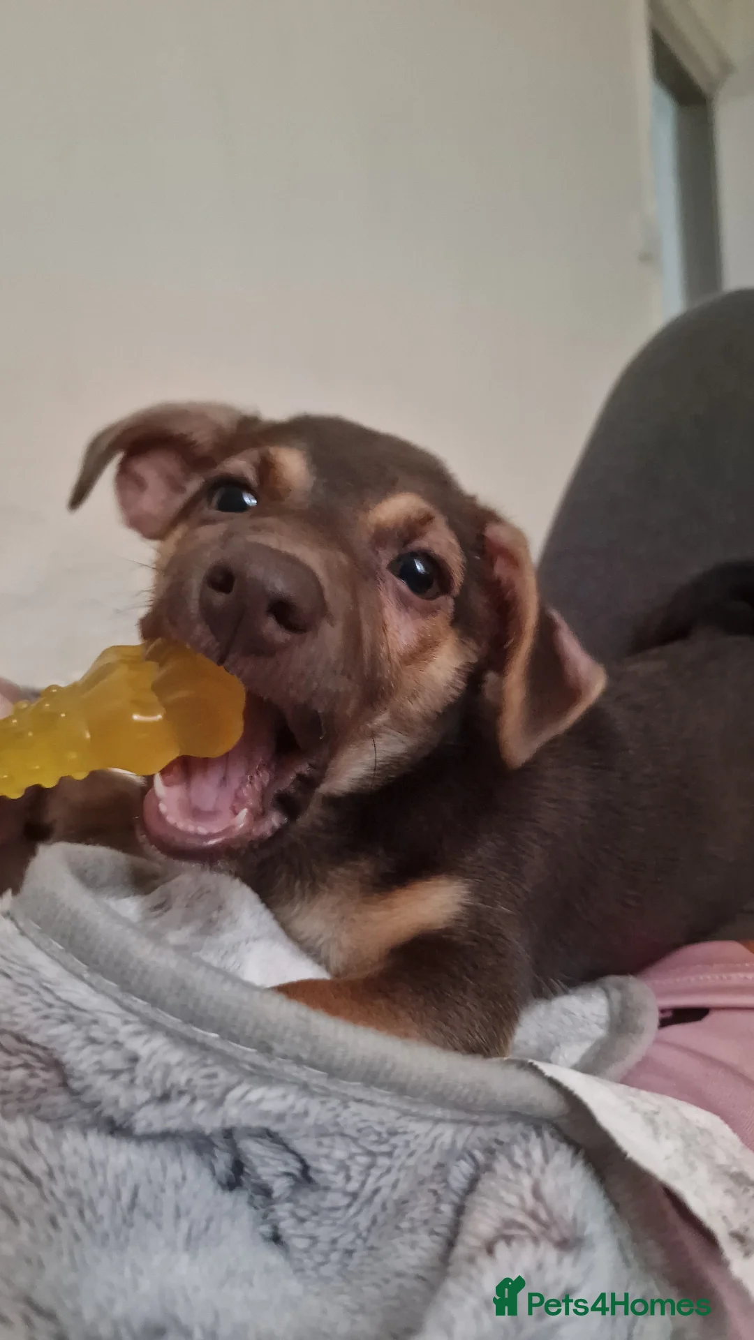 Jack Russell dogs for sale: Dobby is looking for a new family - Advert 5