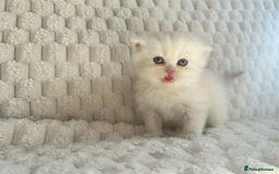 Persian cats for sale: 4 Beautiful Pure Persian Kittens PKD Neg - Image 9