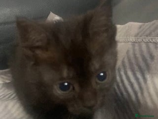 Brazilian Shorthair cats - Advert 4