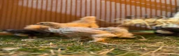 Chickens poultry for sale: Pekin bantams - Advert 8