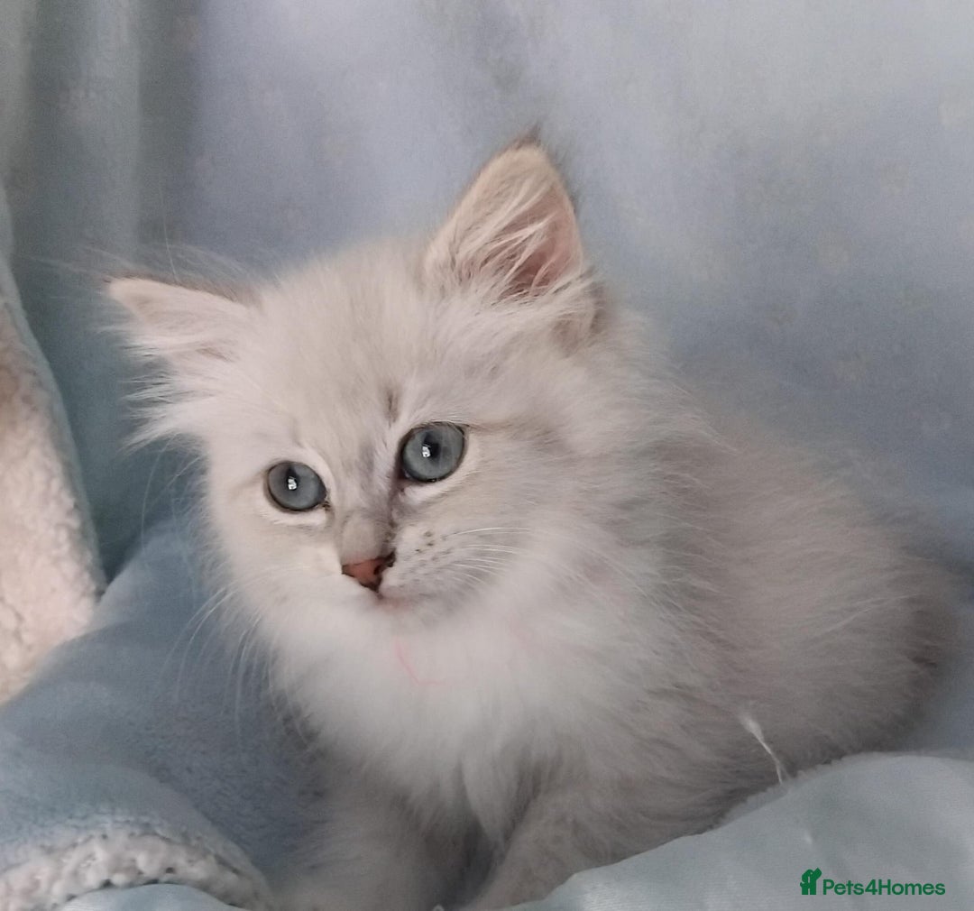 Siberian cats for sale: GCCF Registered Pure Siberian kittens For Sale.   - Image 7