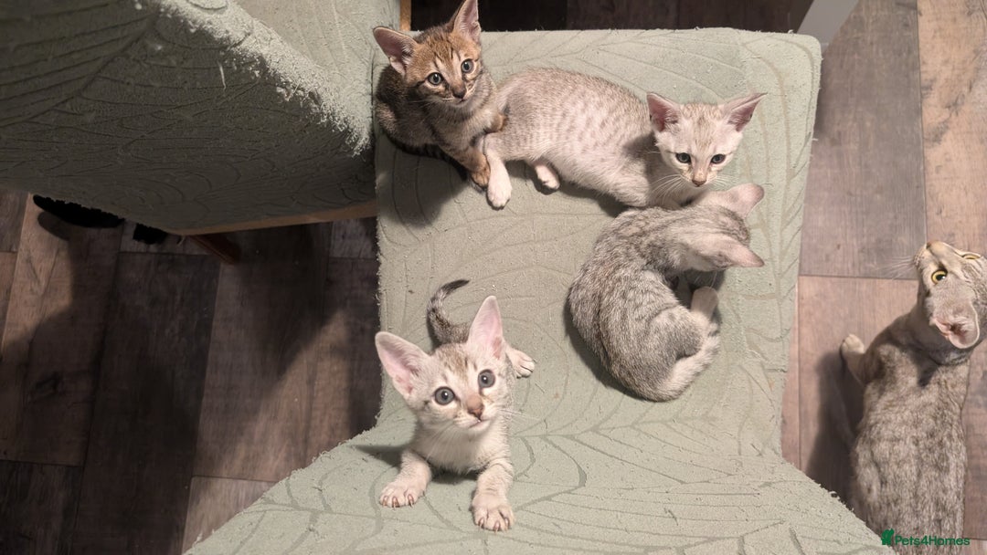 Savannah cats for sale: Snow leopard Savannah F6 kittens  - Image 5