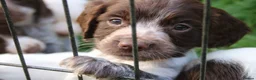 Cocker Spaniel dogs for sale: Working Cocker Spaniel Puppies  - Advert 4