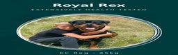 Rottweiler dogs for stud: 22 champions kc Rottweiler stud  in Romford - Advert 1