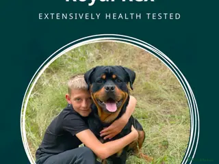 Rottweiler dogs 22 champions kc Rottweiler stud in Romford - Advert 5