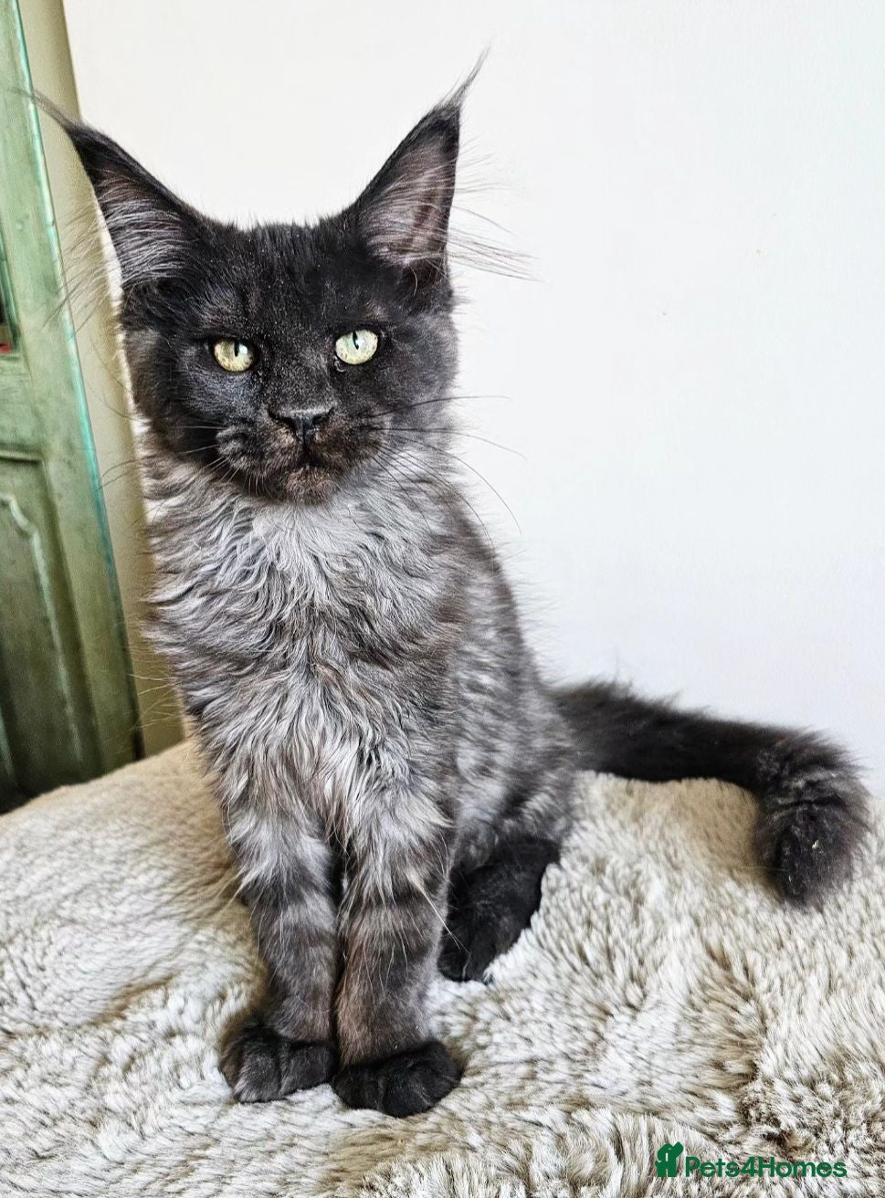 Maine Coon cats Beautiful Maine Coon kittens  - Advert 2