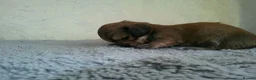 Miniature Dachshund dogs for sale: Stunning litter of Lh mini dachshunds  - Advert 19