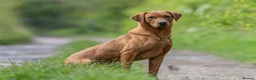 Labrador Retriever dogs for sale: working line Labrador retriever  - Advert 31