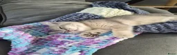 British Shorthair cats for sale: Golden British babies - Advert 14