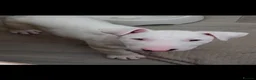 English Bull Terrier dogs for sale: Beautiful white chunky boy - Advert 2