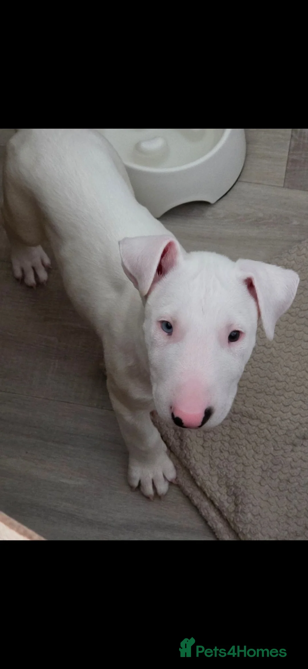 English Bull Terrier dogs for sale: Beautiful white chunky boy - Advert 2