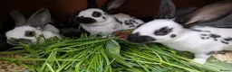 English rabbits for sale: Yurvac vaccinated purebred baby English rabbits! - Advert 4