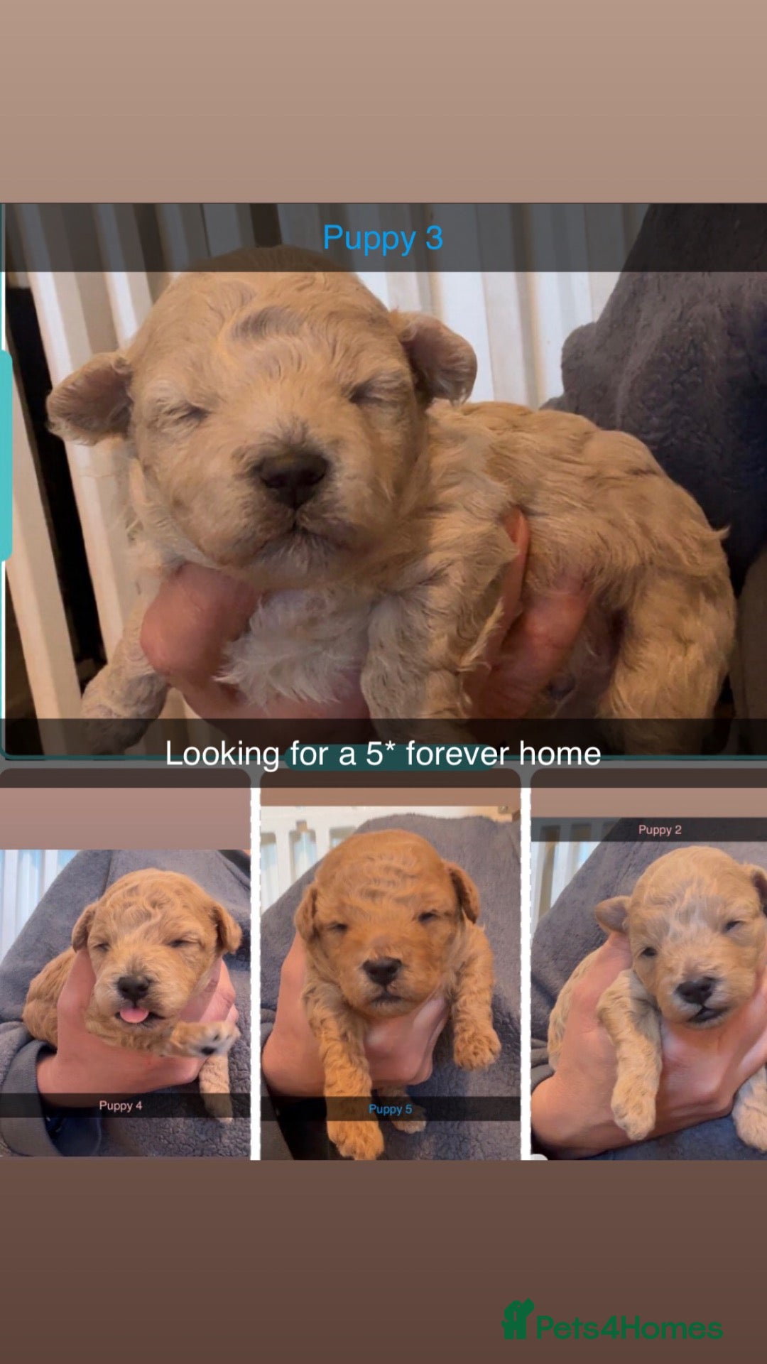 Poochon dogs Tiny adorable poochon - Advert 2