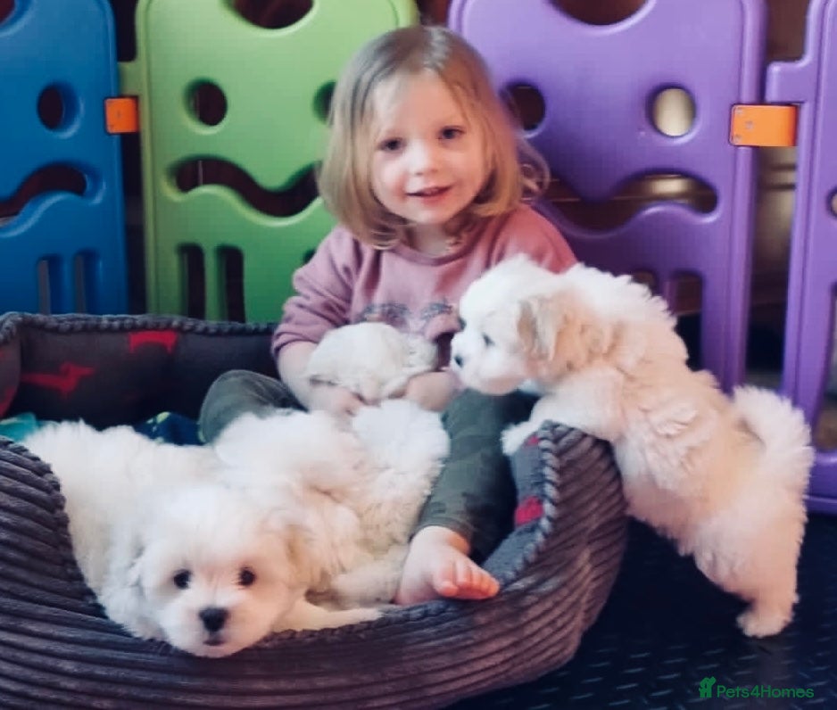 Coton De Tulear dogs KC reg Coton de Tulear parents DNA health tested  - Advert 1