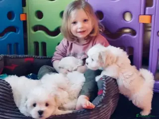 Coton De Tulear dogs KC reg Coton de Tulear parents DNA health tested - Advert 1