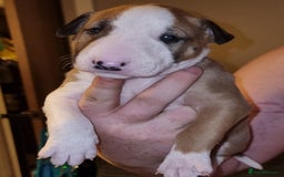 English Bull Terrier dogs for sale: English bull terrier  - Image 11