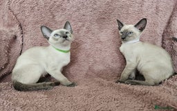 Siamese cats for sale: Adorable Siamese kittens ready to leave - Image 16