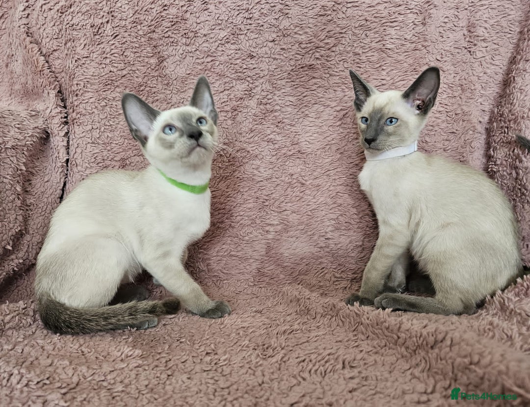 Siamese cats for sale: Adorable Siamese kittens ready to leave - Image 16