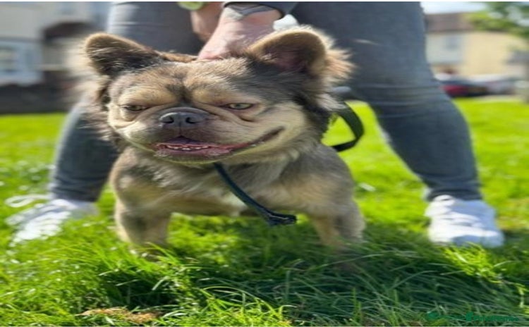 French Bulldog dogs in Edgware - Advert 16