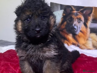 German Shepherd dogs Outstanding long haired Gsd pups for sale - Advert 9