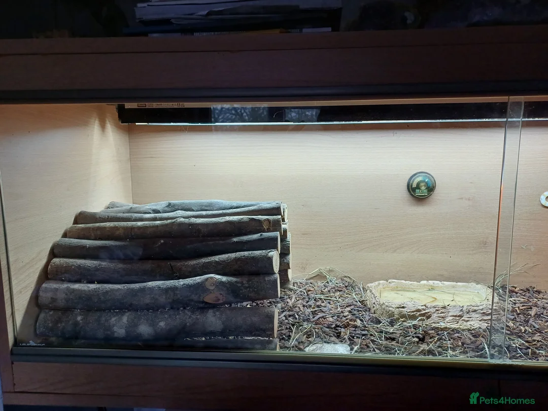 Tortoise reptiles for sale: Sulcata - Advert 4