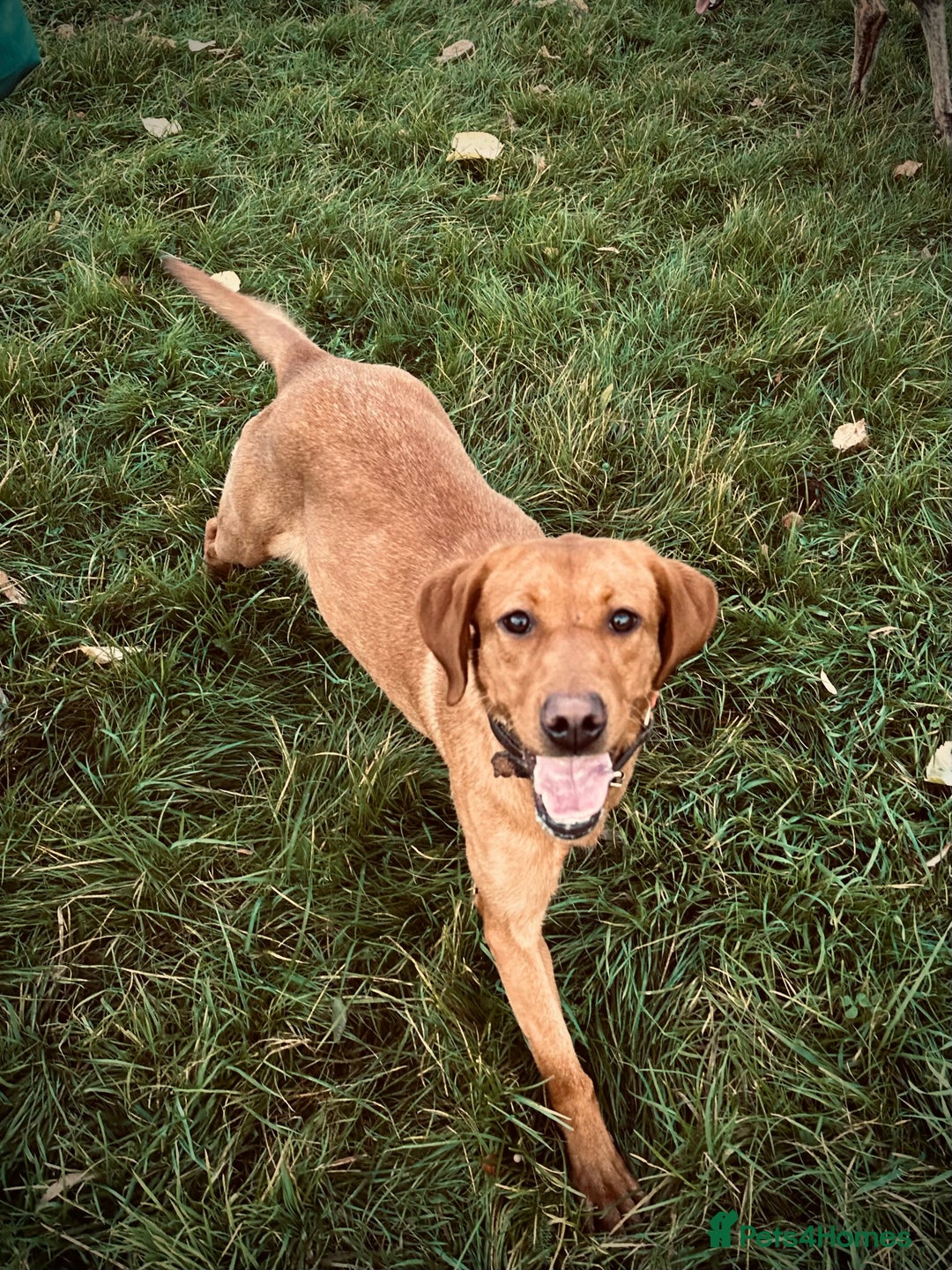 Labrador Retriever dogs for sale: Beautiful kc reg red labs. WORKING LINES - Image 18