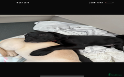 Australian Labradoodle dogs for sale: Puppy  - Image 1