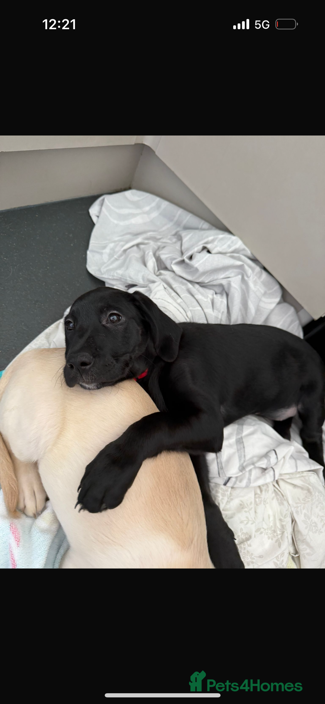 Australian Labradoodle dogs for sale: Puppy  - Image 1