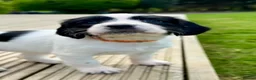 English Springer Spaniel dogs for sale: KC registered English Springer Spaniels - Advert 17