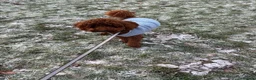 Miniature Poodle dogs for stud: Teddy  - Advert 28
