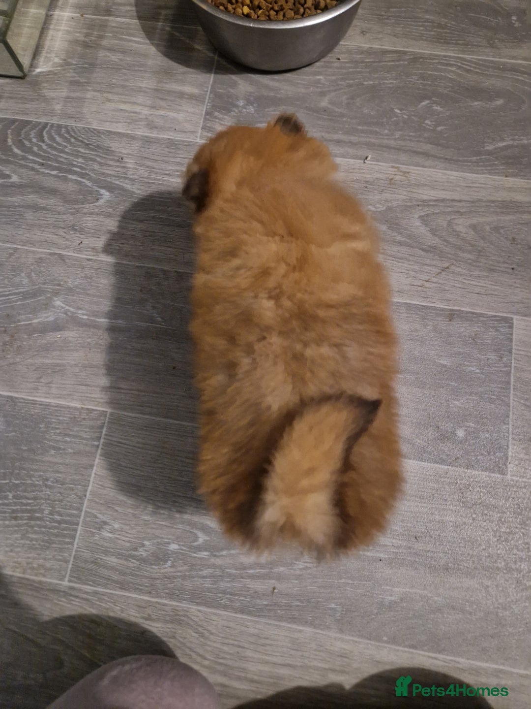 Pomeranian dogs for sale: Pomeranian - Advert 3