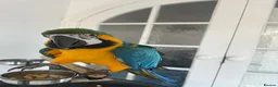 Macaws birds for sale: Tame 10 Month Old Male Blue & Gold Macaw in Harrow - Advert 7