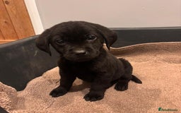 Labrador Retriever dogs for sale: Fabulous Labrador puppies  - Advert 28