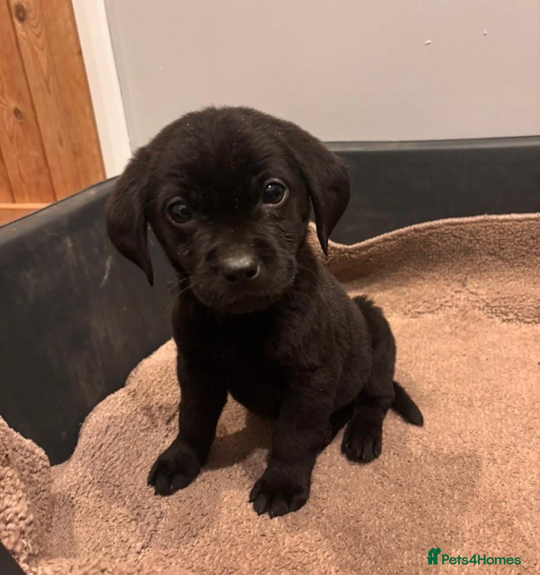 Labrador Retriever dogs for sale: Fabulous Labrador puppies  - Advert 28