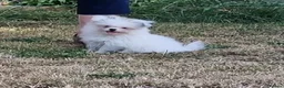Mixed Breed dogs for sale: Last one boy pomeranian x shitzu fully vacinated - Advert 6