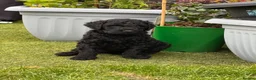 Labradoodle dogs for sale: LABRADOODLE & POODLE Ready Now - Advert 10