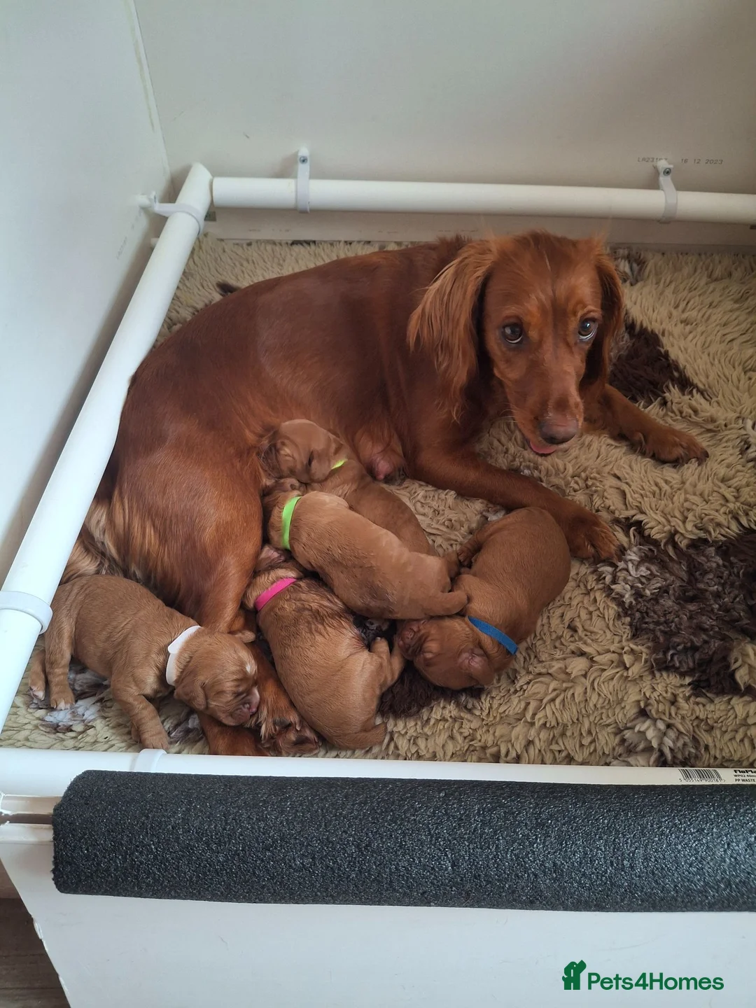 Cocker Spaniel dogs for sale: 4 Red Working Cocker Spaniel Boys - Advert 13