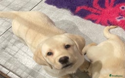 Labrador Retriever dogs for sale: READY NOW - Beautiful Show Type Labrador Puppies - Image 2