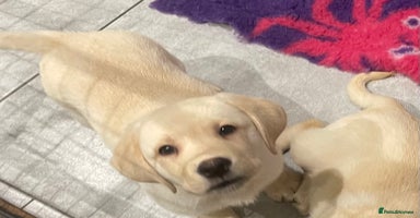 Labrador Retriever dogs - Advert 2