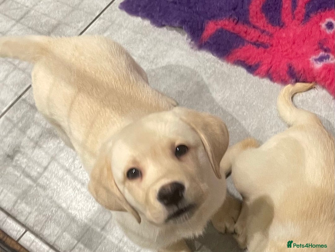 Labrador Retriever dogs for sale: READY NOW - Beautiful Show Type Labrador Puppies - Image 2