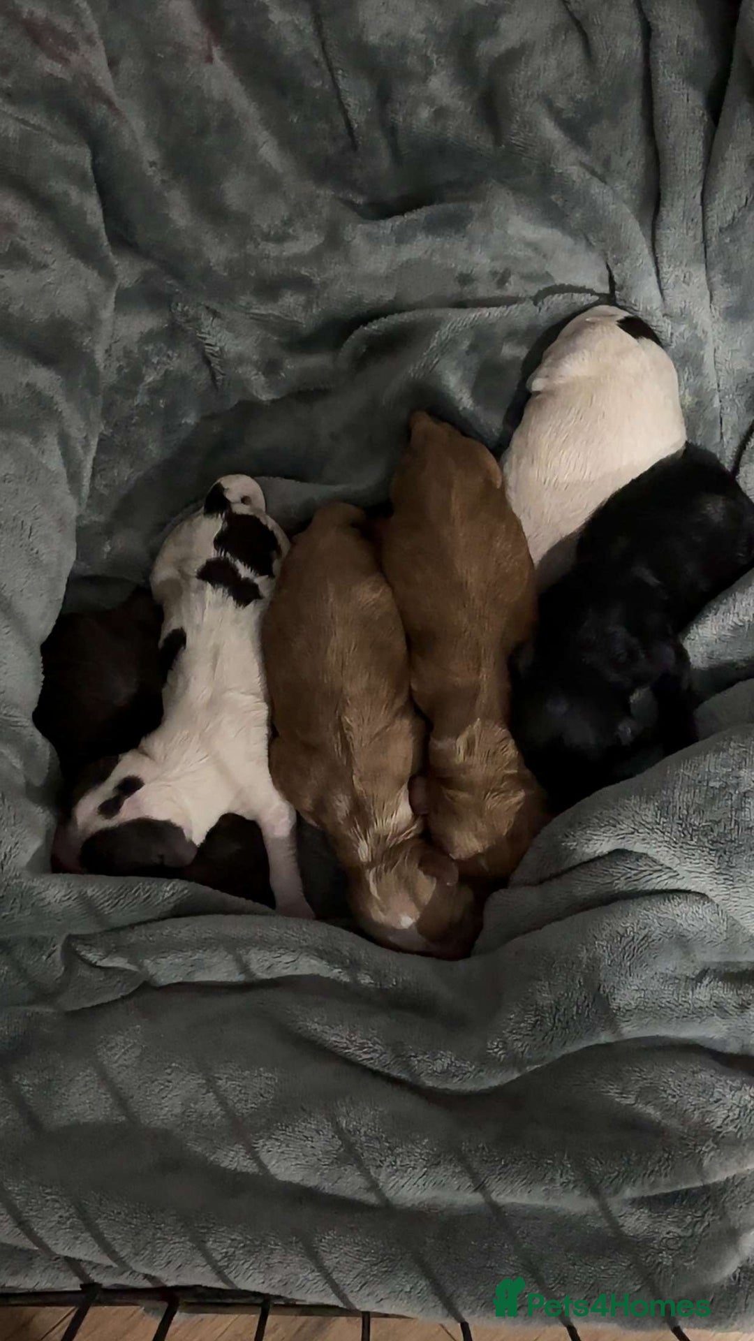 Cocker Spaniel dogs for sale: PureBred Cocker spaniel   - Advert 3