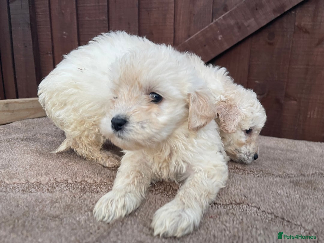 Goldendoodle dogs for sale: 4 beautiful puppies ready for their new homes!!!!! - Advert 2