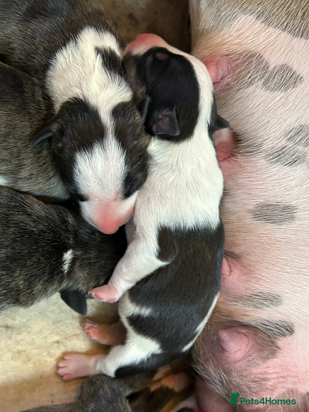 English Bull Terrier dogs for sale: ENGLISH BULL TERRIER LITTER PUPS - Image 9